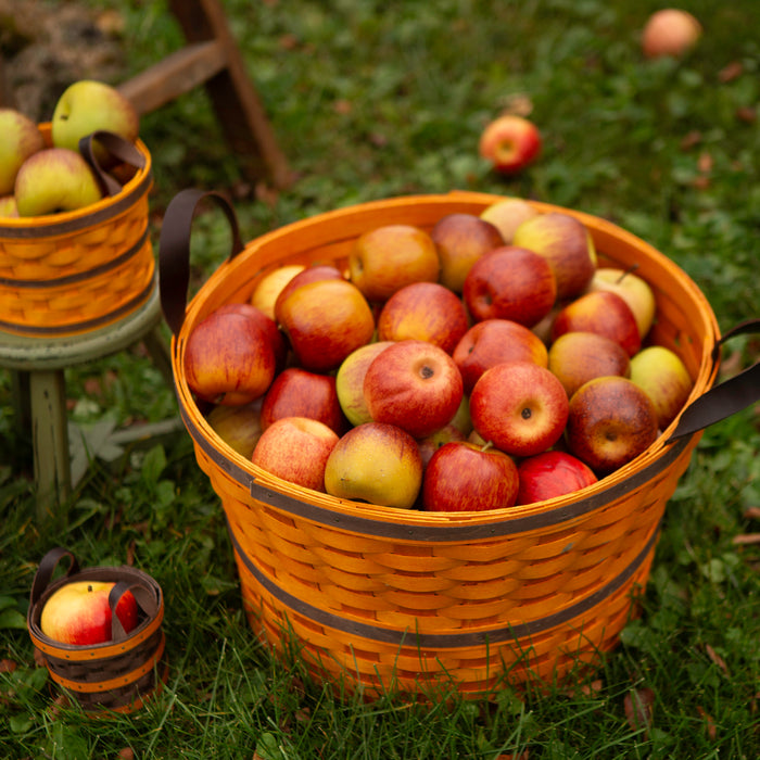 Harvest Large Bushel Basket with Protector - Pumpkin Spice